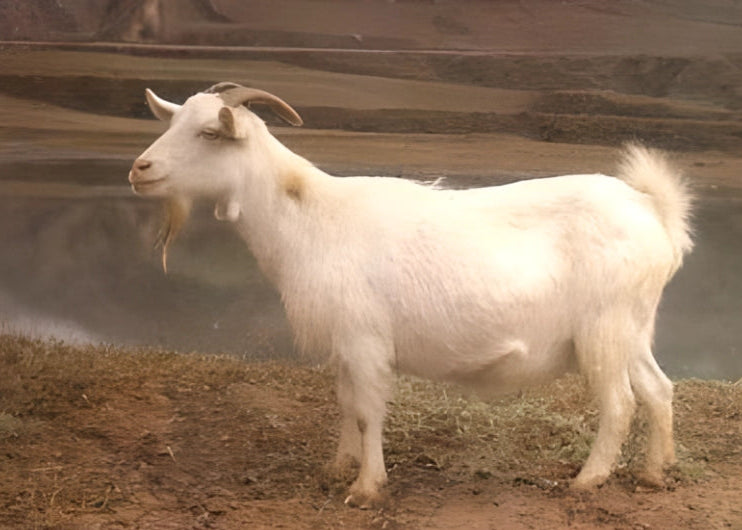 Two images of a white goat with a blurred background